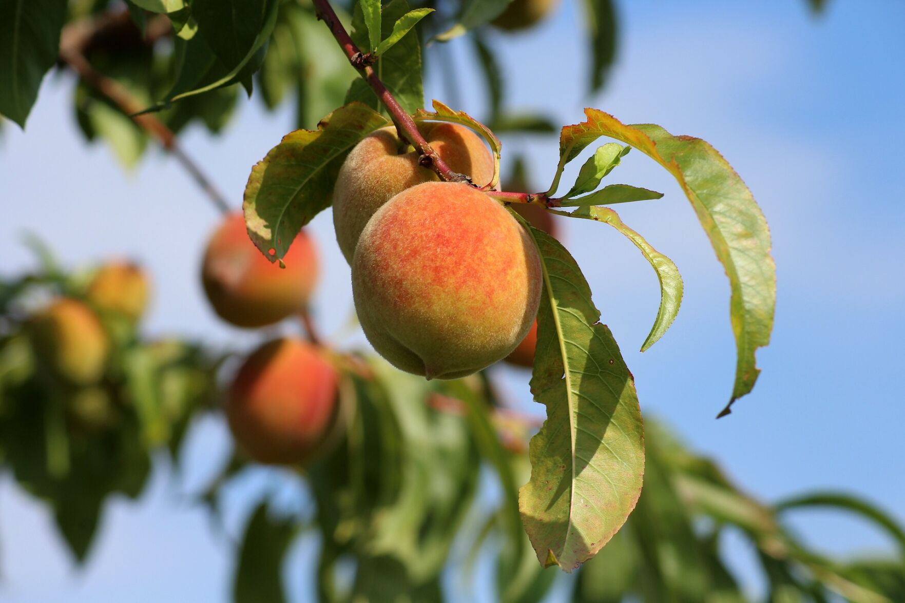 Peach Day